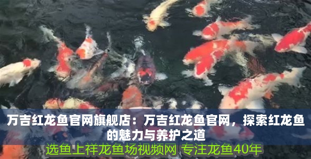 萬吉紅龍魚官網旗艦店：萬吉紅龍魚官網，探索紅龍魚的魅力與養護之道