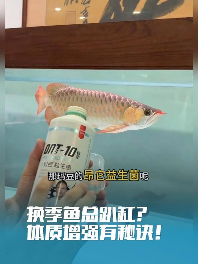 如何緩解紅龍魚的應(yīng)激狀態(tài)？