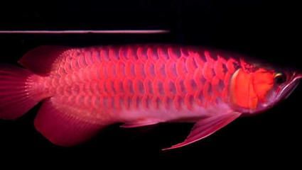最便宜龍魚價格多少錢一只啊：龍魚價格區(qū)間 最便宜龍魚價格多少錢一只啊：龍魚價格區(qū)間 龍魚百科 第3張