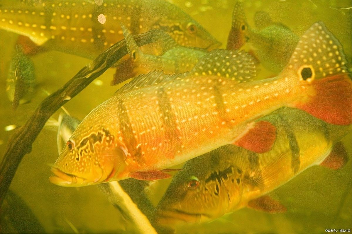 黃金河虎和龍魚哪個厲害些