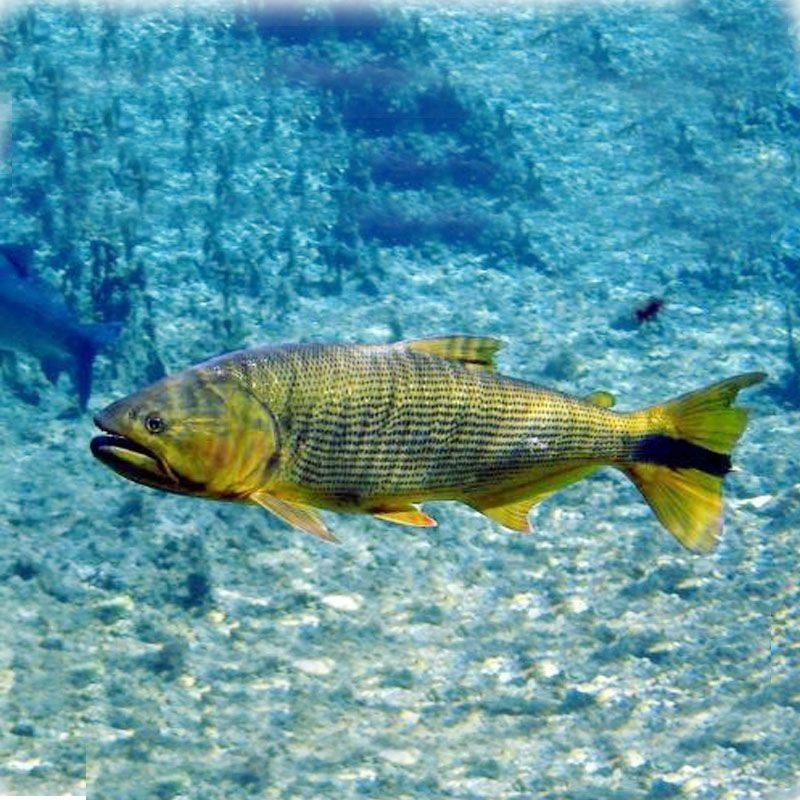 黃金河虎和龍魚(yú)哪個(gè)厲害些