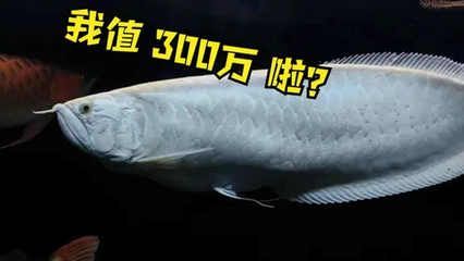 藍(lán)底金龍魚用什么顏色燈好看點(diǎn)：藍(lán)底金龍魚的飼養(yǎng)需要注意燈光的選擇，不僅可以增強(qiáng)觀賞性