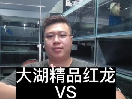 大湖紅龍魚好嗎好養(yǎng)嗎多少錢一只