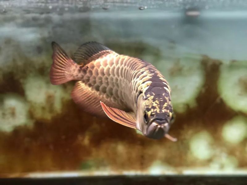 金龍魚的顏色變淺了嗎怎么回事