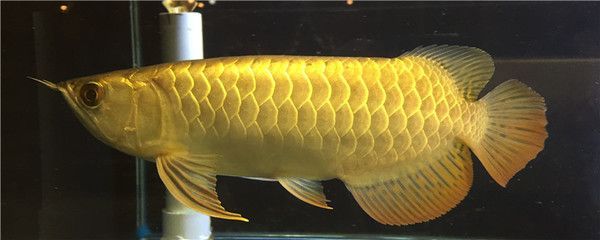 金龍魚眼睛白膜:金龍魚眼睛出現(xiàn)白膜可能是由于水質(zhì)問題導(dǎo)致的蒙眼病 龍魚百科 第2張 金龍魚眼睛白膜:金龍魚眼睛出現(xiàn)白膜可能是由于水質(zhì)問題導(dǎo)致的蒙眼病 金龍魚眼睛白膜:金龍魚眼睛出現(xiàn)白膜可能是由于水質(zhì)問題導(dǎo)致的蒙眼病 龍魚百科 第2張