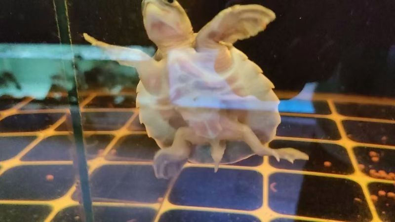 龍魚混養深水龜 龍魚混養深水龜 龍魚百科 第2張