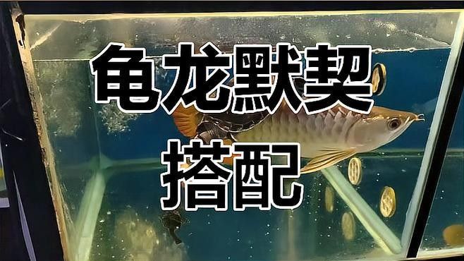 龍魚混養深水龜 龍魚混養深水龜 龍魚百科 第1張