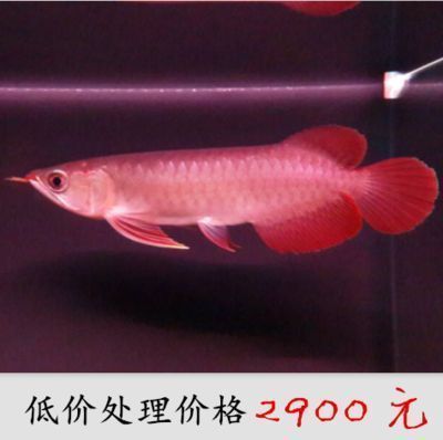 金龍魚的分類價格表（金龍魚分類價格表）