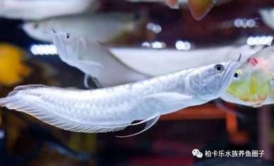 養銀龍魚的最佳溫度是多少，：養銀龍魚的最佳溫度是多少養銀龍魚的最佳溫度是多少