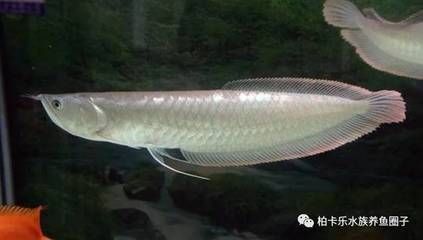 養銀龍魚的最佳溫度是多少，：養銀龍魚的最佳溫度是多少養銀龍魚的最佳溫度是多少