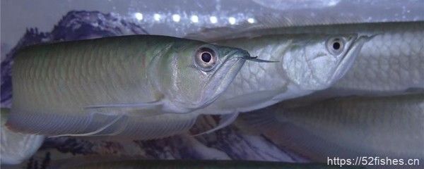 養銀龍魚的最佳溫度是多少，：養銀龍魚的最佳溫度是多少養銀龍魚的最佳溫度是多少