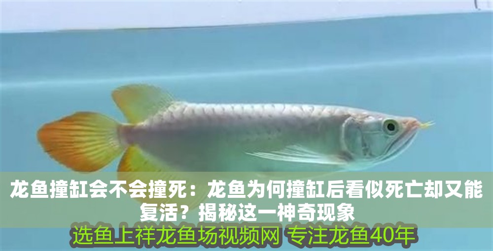 龍魚撞缸會不會撞死：龍魚為何撞缸后看似死亡卻又能復活？揭秘這一神奇現象
