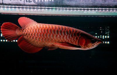 龍魚虎魚一樣大小的魚：龍魚和虎魚在混養時需要注意水溫和水質的控制，虎魚的體型差異