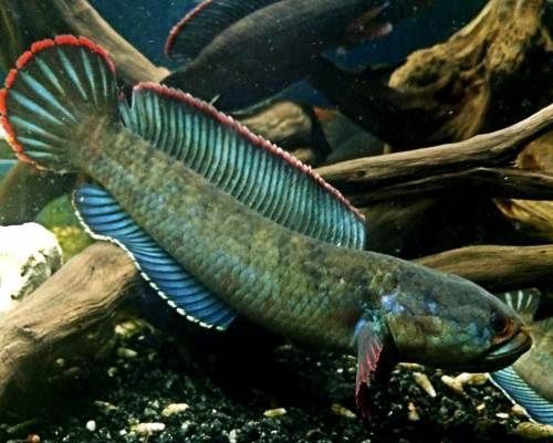 雷龍魚品種大全匯總，雷龍魚品種大全