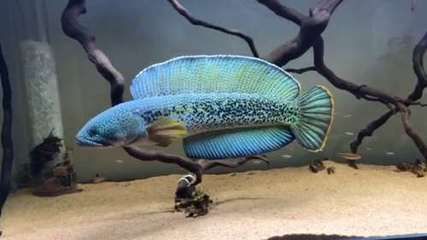 雷龍魚品種大全匯總，雷龍魚品種大全
