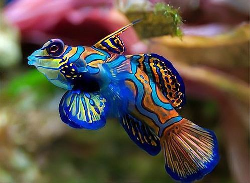 祥龍龍魚萬能藥換水