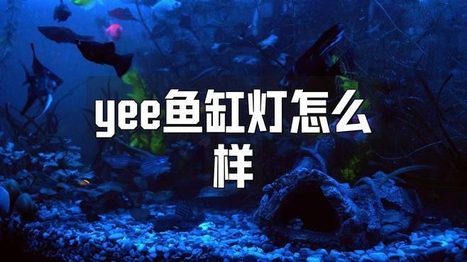 YEE龍魚燈的散熱性能如何 YEE龍魚燈的散熱性能如何 龍魚百科 第1張