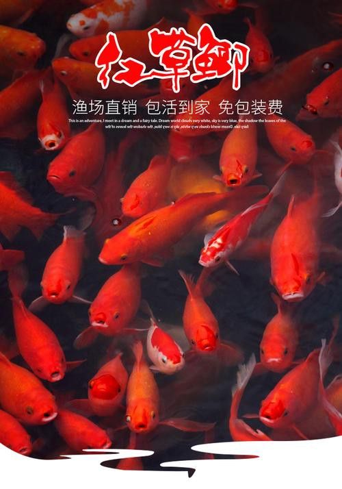 帝龍紅龍魚的最佳混養伙伴