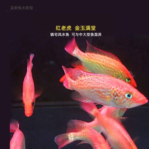 帝龍紅龍魚的最佳混養伙伴
