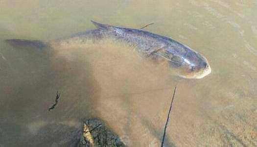 龍魚(yú)眼珠發(fā)白怎么辦：龍魚(yú)眼珠發(fā)白，原因、預(yù)防與治療方法