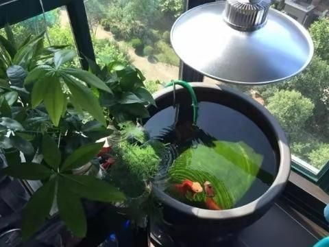 綠水養龍魚：綠水中的藻類在光合作用下可以消耗二氧化碳和氨