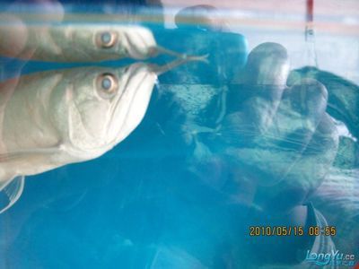 銀龍魚過水方法（銀龍魚怎么過水？）