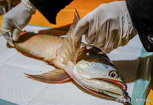 淡水金龍魚如何養