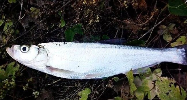 龍魚翹嘴還是平嘴好釣