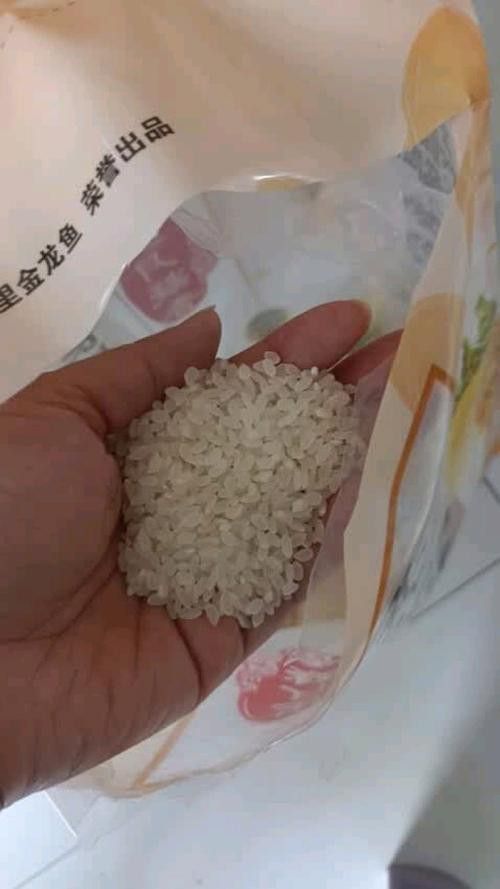 金龍魚廣西香米好吃嗎