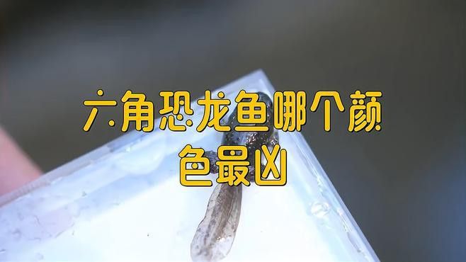 如何區分不同顏色的六角恐龍？