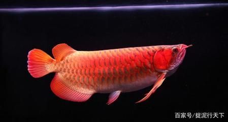 龍魚在魚苗階段就決定了色彩嗎（即使在幼年階段，龍魚的最終色彩也可能與成年后有所不同）