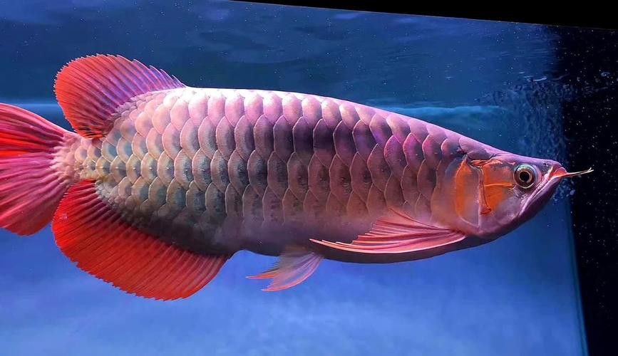 鄭州龍魚出售價格多少