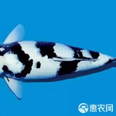 鄭州龍魚出售價格多少