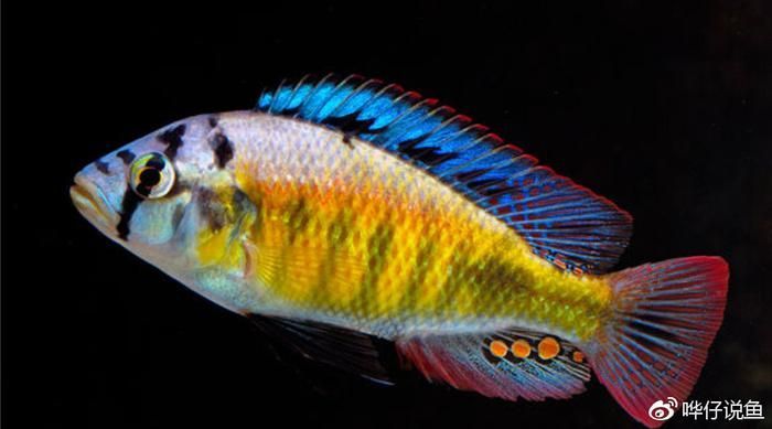 如何治療龍魚掉眼淚：龍魚掉眼淚的原因及治療方法