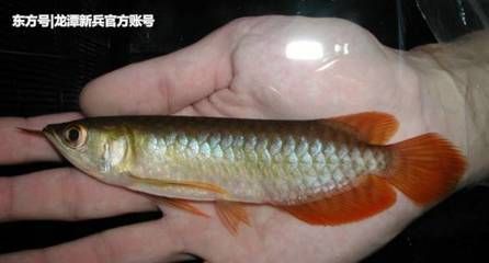 給龍魚吃的小魚為什么很容易死 給龍魚吃的小魚為什么很容易死 龍魚百科 第2張