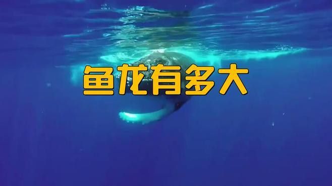 魚龍有哪些種類？