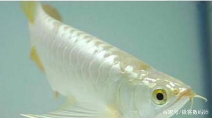 白色的金龍魚是什么魚：白色的金龍魚是什么魚，白色的金龍魚是什么魚的