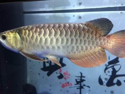 龍魚小金頭大金頭區(qū)別在哪:“小金頭”、“中金頭”和“大金頭”是對龍魚頭部金質(zhì)覆蓋面積的不同稱呼 龍魚百科 第1張 龍魚小金頭大金頭區(qū)別在哪:“小金頭”、“中金頭”和“大金頭”是對龍魚頭部金質(zhì)覆蓋面積的不同稱呼 龍魚小金頭大金頭區(qū)別在哪:“小金頭”、“中金頭”和“大金頭”是對龍魚頭部金質(zhì)覆蓋面積的不同稱呼 龍魚百科 第1張