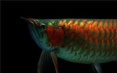 紅龍魚發色期營養需求分析：紅龍魚發色期的營養需求分析 紅龍魚發色期營養需求分析：紅龍魚發色期的營養需求分析 龍魚百科 第4張