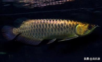 龍魚常見疾病圖片及治療視頻大全：龍魚常見疾病的圖片及相應(yīng)的治療視頻大全