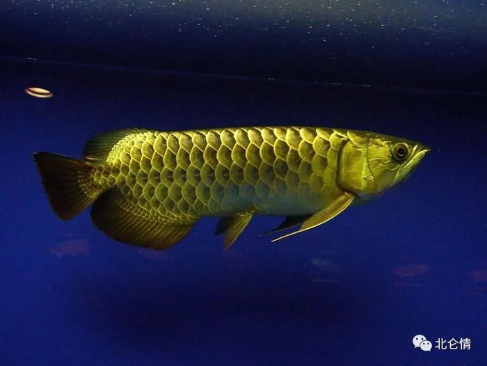 養龍魚有什么風水講究和忌諱嗎（養龍魚的風水禁忌）