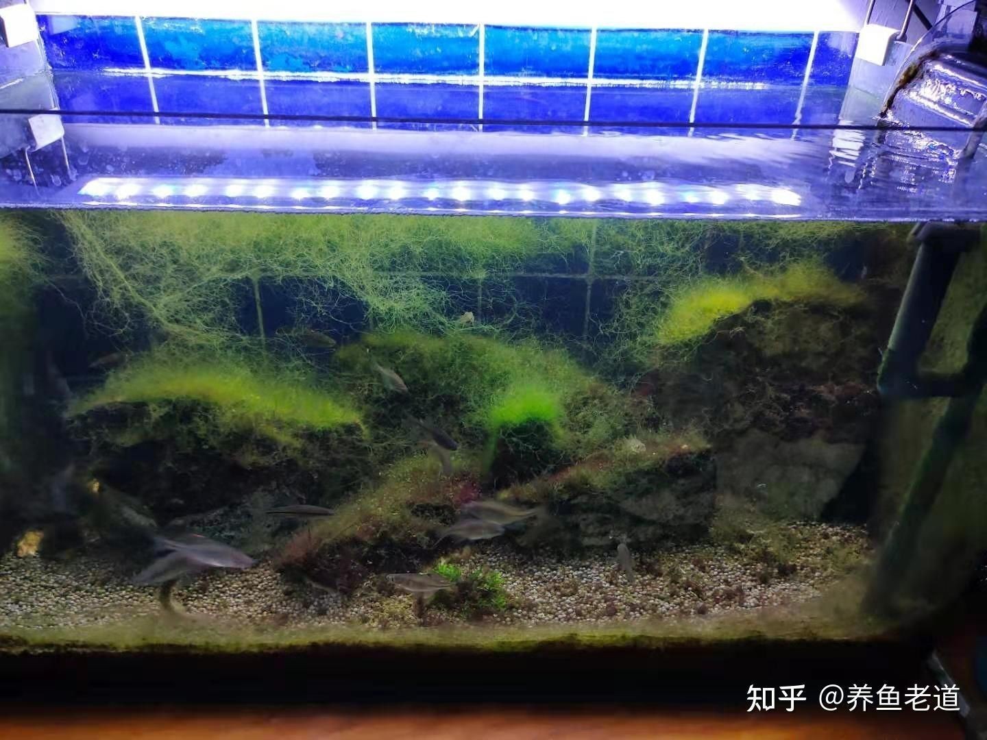 龍魚飼養綠水處理方法圖解：龍魚飼養綠水處理方法 龍魚飼養綠水處理方法圖解：龍魚飼養綠水處理方法 龍魚百科 第2張