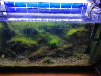龍魚飼養綠水處理方法圖解：龍魚飼養綠水處理方法 龍魚飼養綠水處理方法圖解：龍魚飼養綠水處理方法 龍魚百科 第1張