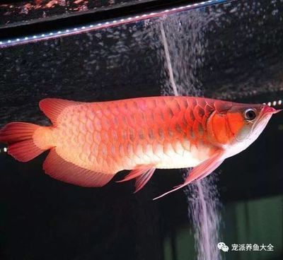 龍魚疾病圖解視頻大全集高清：高清版《龍魚疾病圖解》 龍魚疾病圖解視頻大全集高清：高清版《龍魚疾病圖解》 龍魚百科 第3張