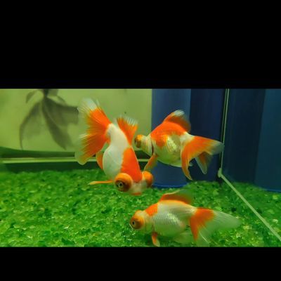 龍魚疾病圖解視頻大全集高清：高清版《龍魚疾病圖解》 龍魚疾病圖解視頻大全集高清：高清版《龍魚疾病圖解》 龍魚百科 第4張