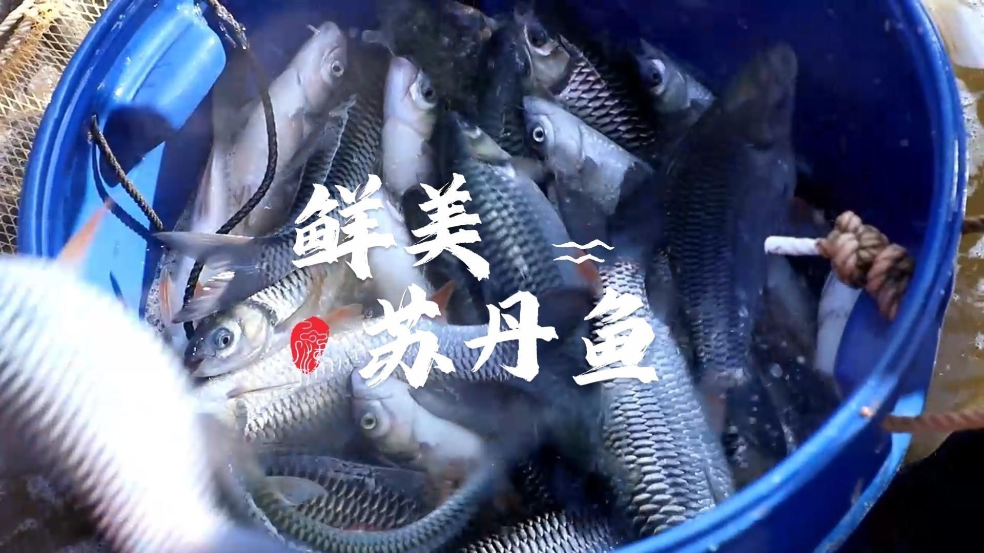 馬來西亞什么魚出名