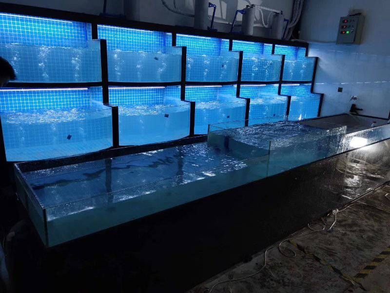 養龍魚什么底色的缸好看圖片：養龍魚時選擇缸底的顏色對于整體美觀度和觀賞性有影響 養龍魚什么底色的缸好看圖片：養龍魚時選擇缸底的顏色對于整體美觀度和觀賞性有影響 龍魚百科 第3張