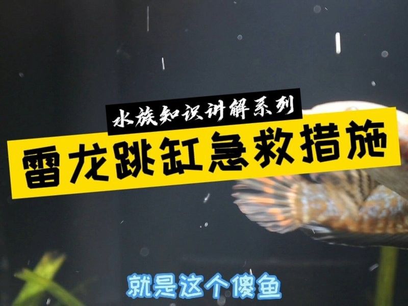 龍魚跳缸3小時還有救