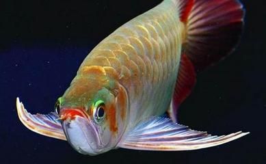 養(yǎng)龍魚(yú)風(fēng)水學(xué)和佛家：養(yǎng)龍魚(yú)在風(fēng)水學(xué)中具有一定的風(fēng)水作用