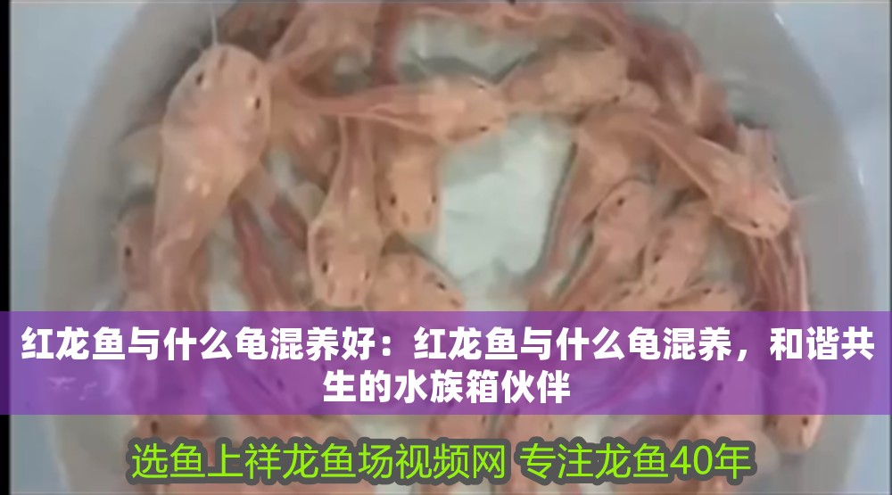 紅龍魚與什么龜混養好：紅龍魚與什么龜混養，和諧共生的水族箱伙伴
